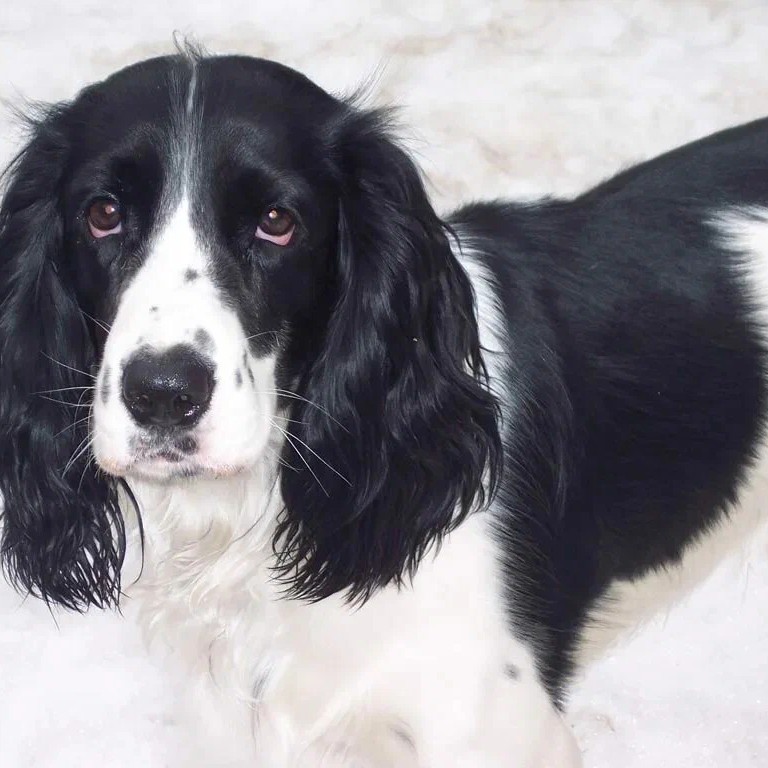 Русский спаниель комплекс