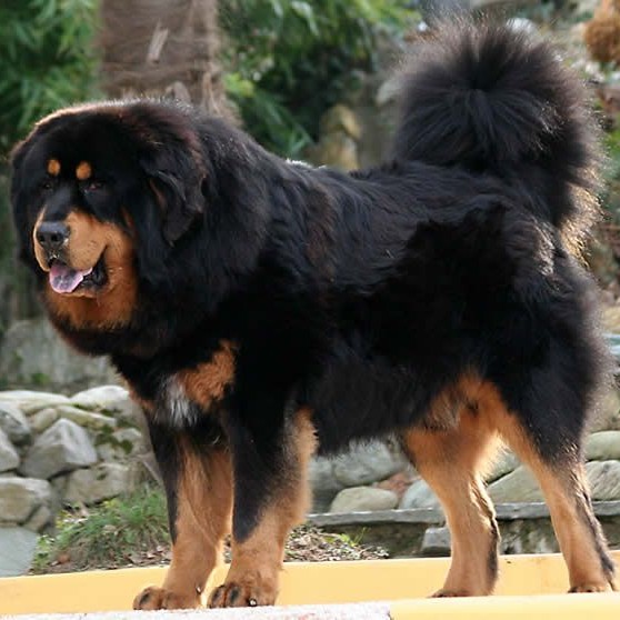 Тибетский мастиф комплекс