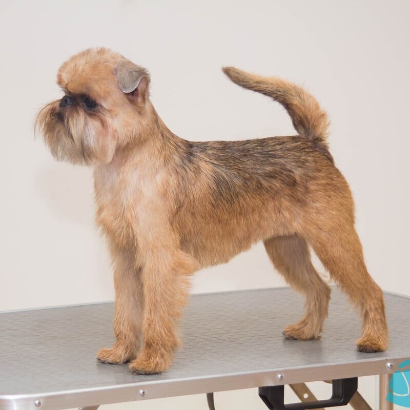 Грифон тримминг