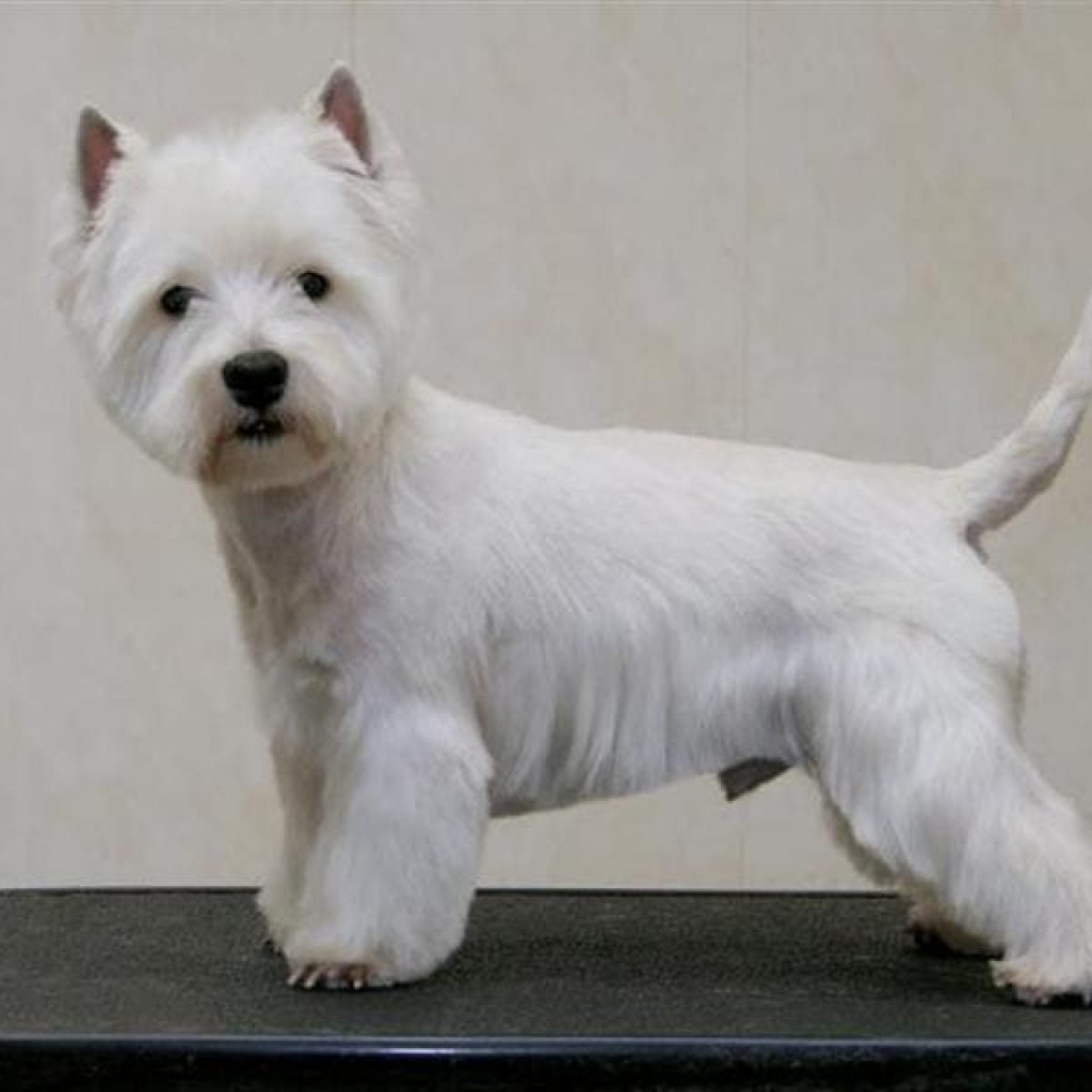 Вест Хайленд вуайт терьер тримминг
