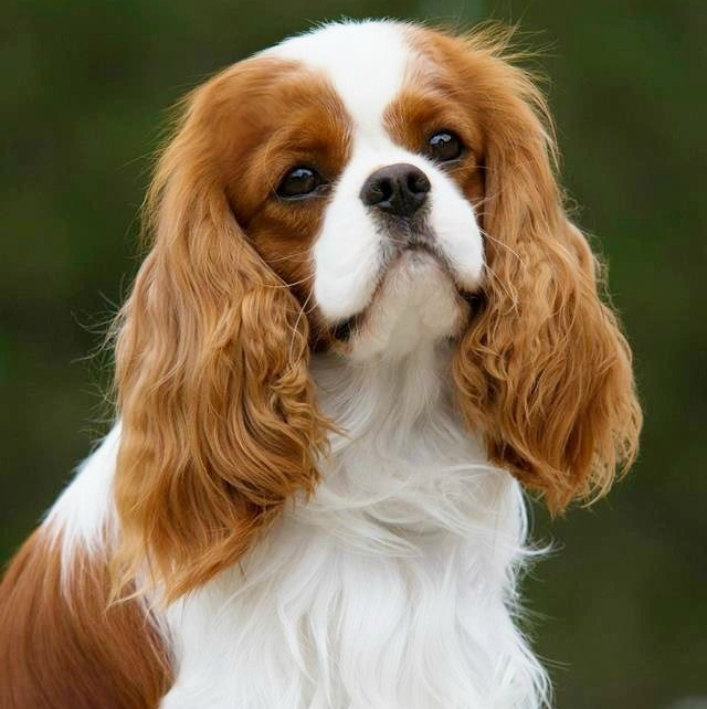 Кавалер-кинг-чарльз-спаниель (гигиена + стрижка под ножницы) от 9 кг до 14 кг