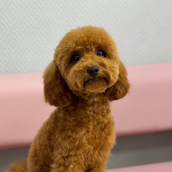 Чистка параанальных желез