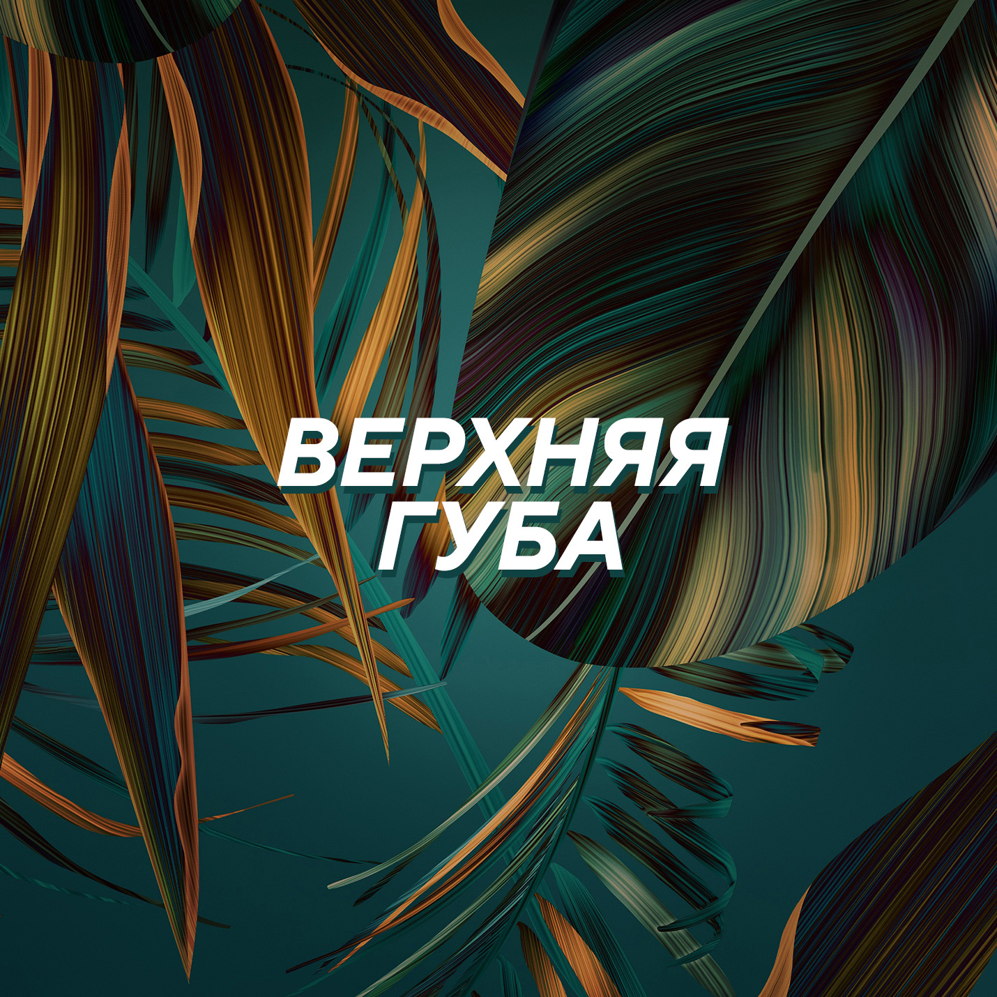 * Верхняя губа