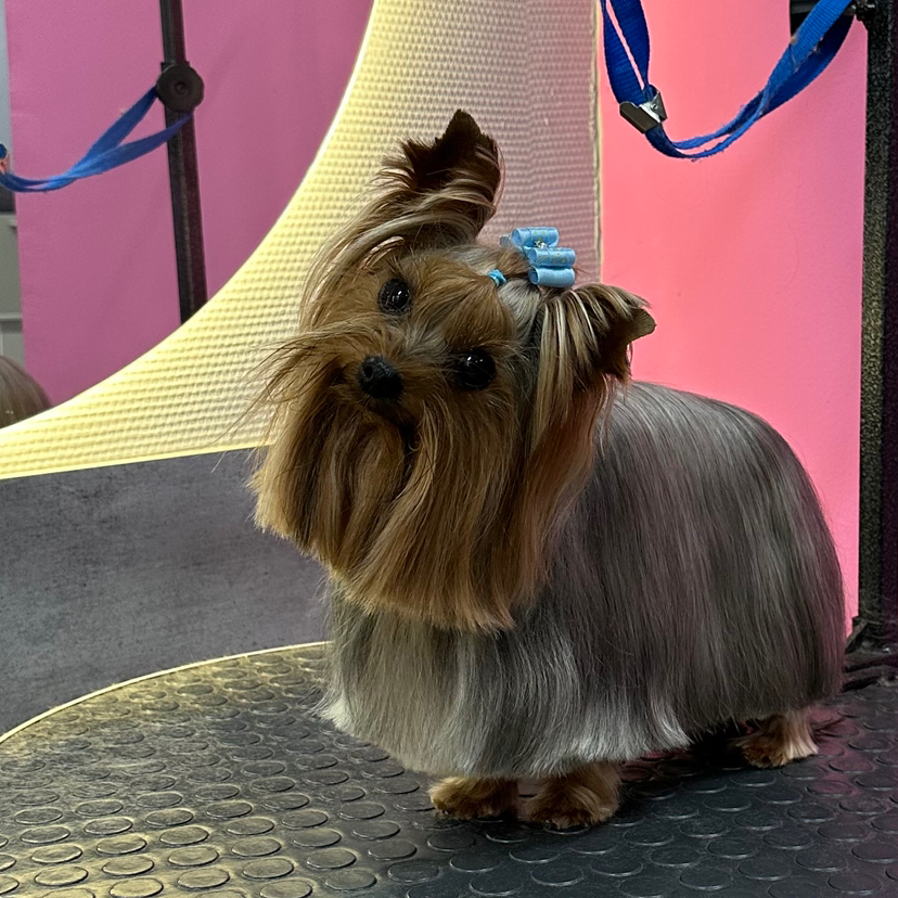 Комплекс для длинношерстных Йорков/Мальтезе