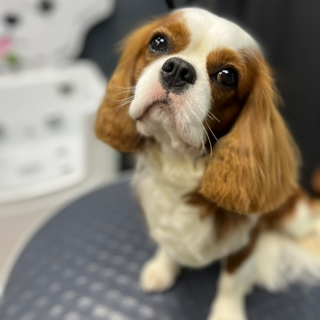 Кавалер-кинг-чарльз-спаниель гигиена+стрижка