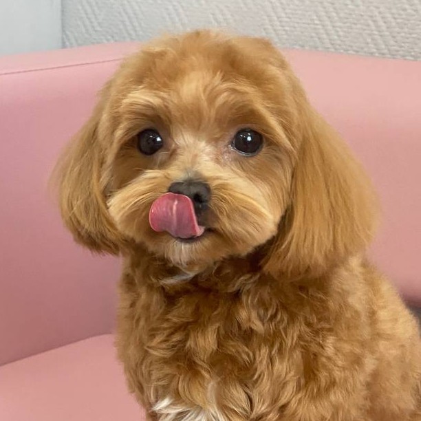 Гигиена БЕЗ СТРИЖКИ для мальтипу до 35см в холке