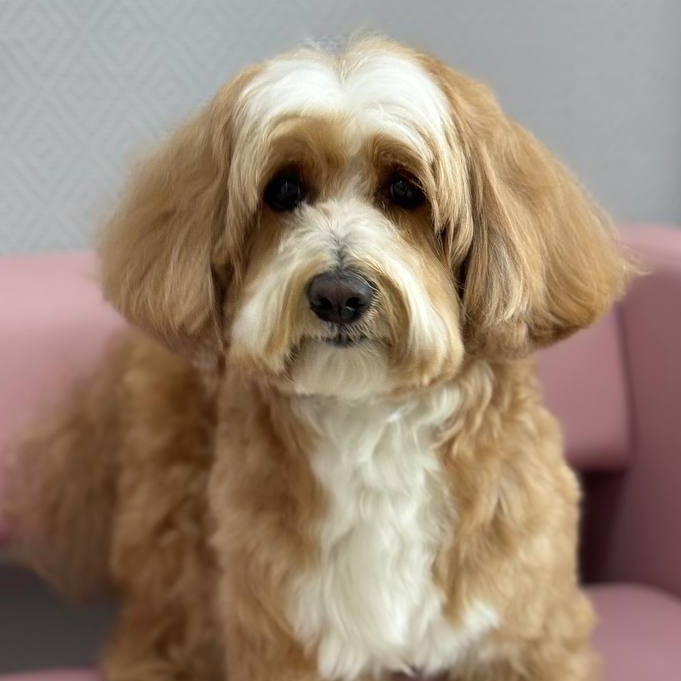 Гигиена БЕЗ СТРИЖКИ для мальтипу от 35см в холке