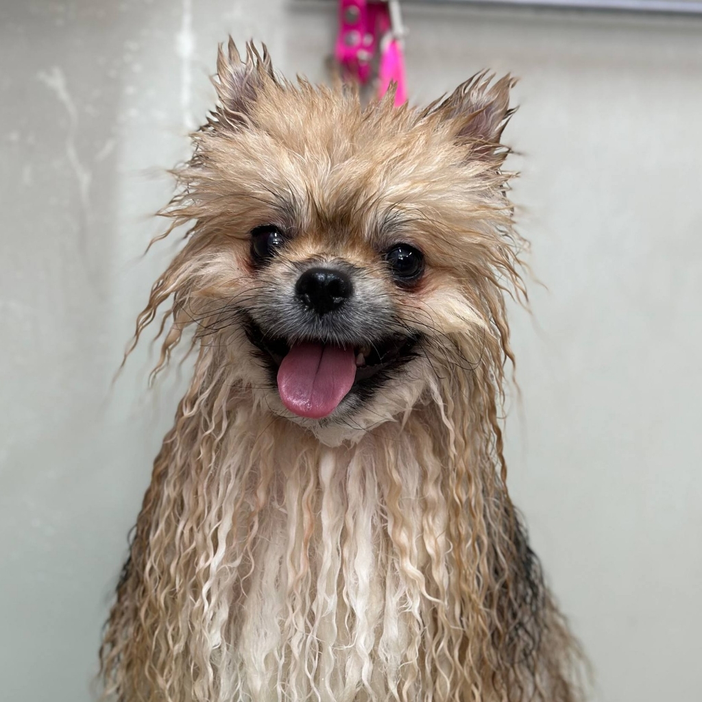 Гигиена (только купание и сушка)