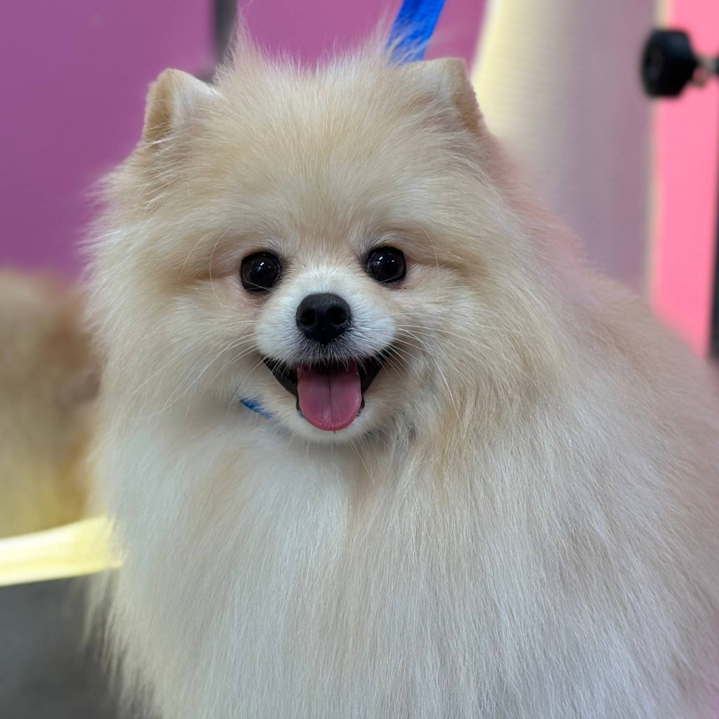 Алопеционный комплекс