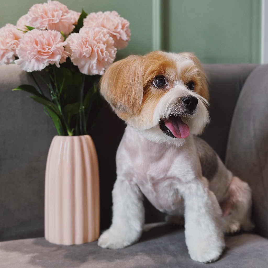 Йоркширский терьер (гигиена)