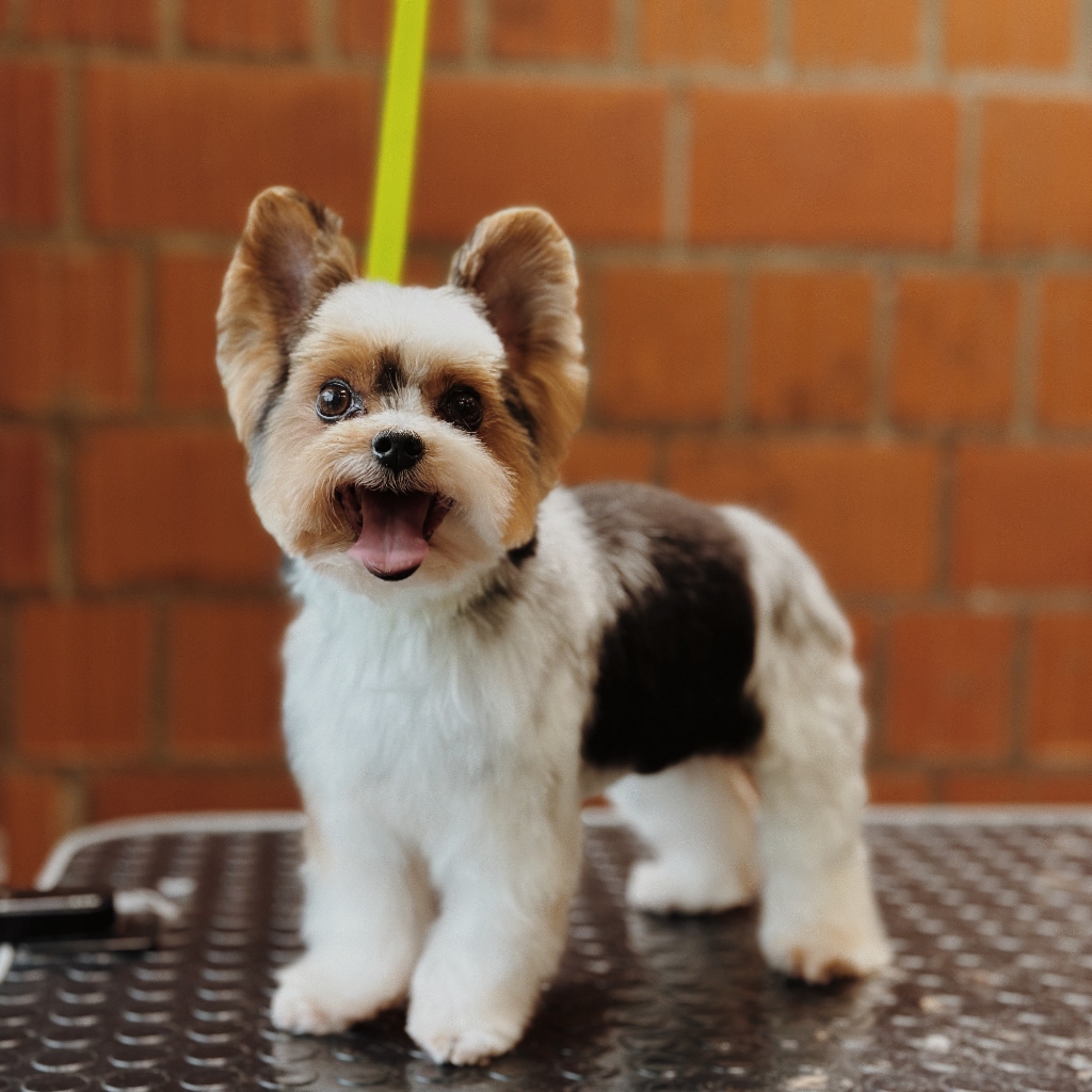 Йоркширский терьер (комплекс со стрижкой)