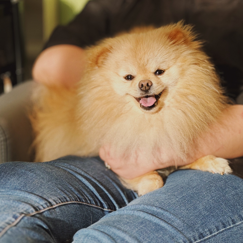 Шпиц (гигиена)