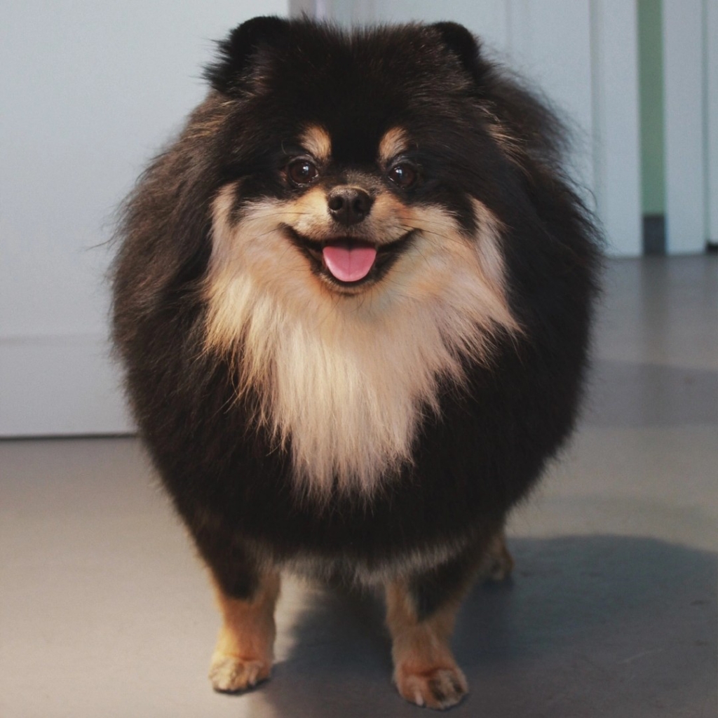 Шпиц (комплекс со стрижкой)