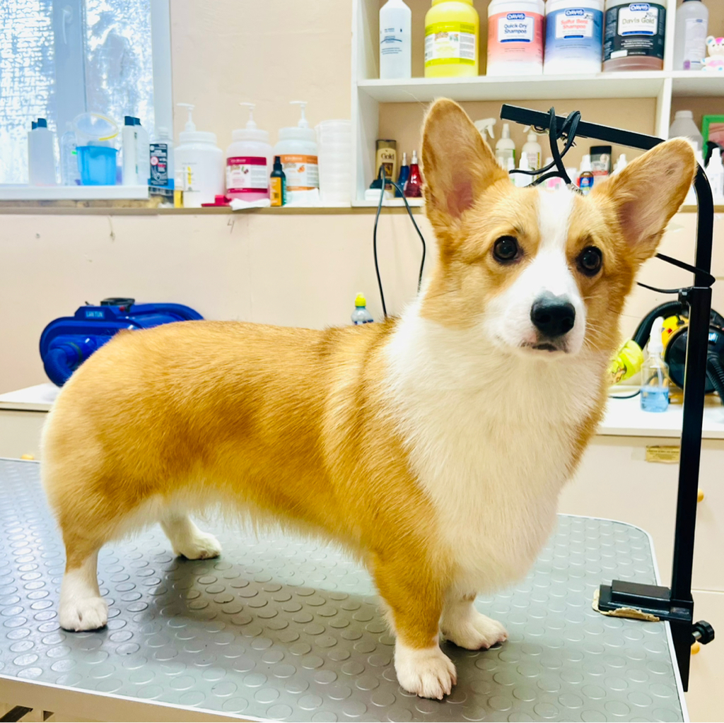 Экспресс-линька для средних пород собак