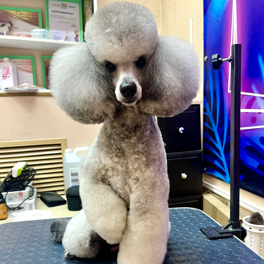 Стрижка Пуделя