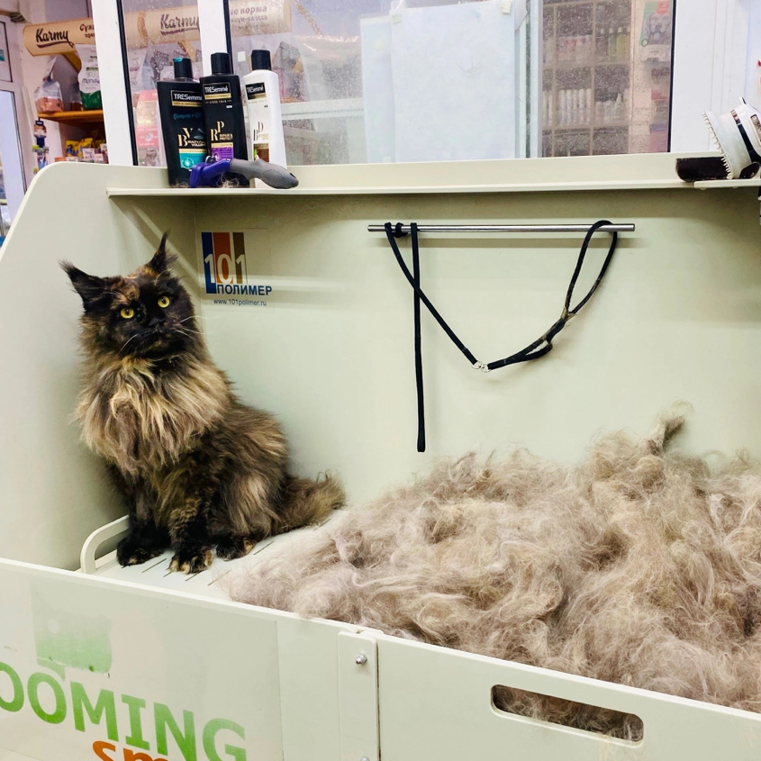 Вычесывание мурзиков