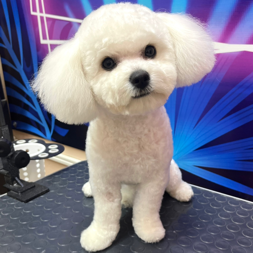 Стрижка Мальтипу