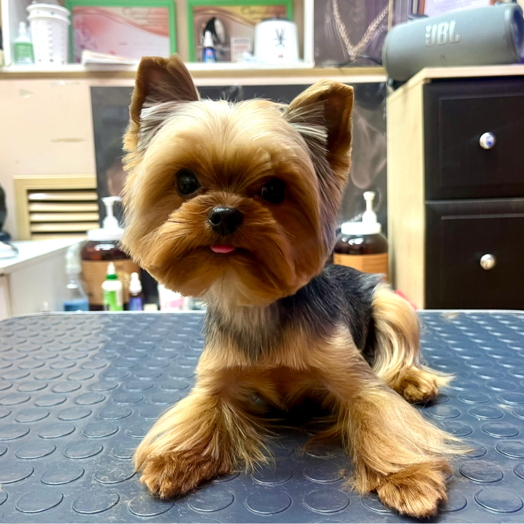 Стрижка Йорка