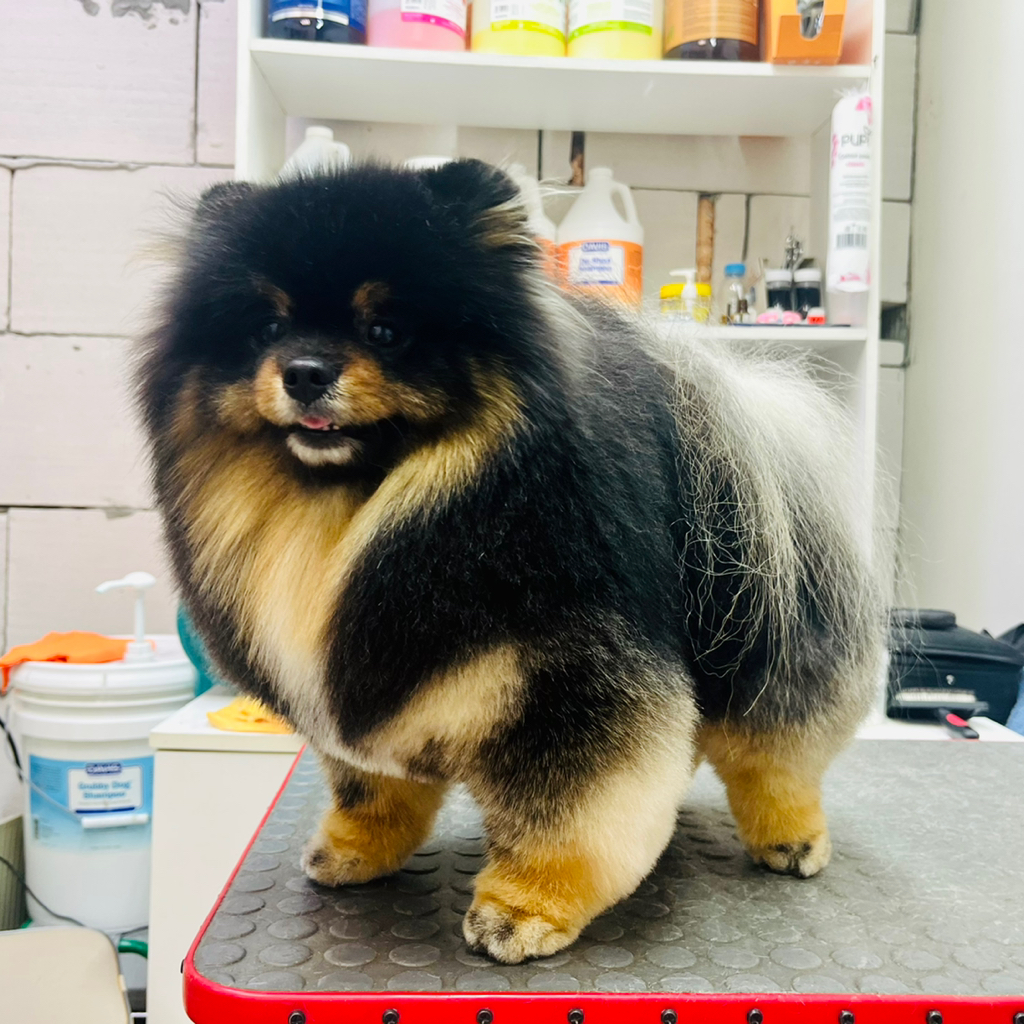 Стрижка Шпица