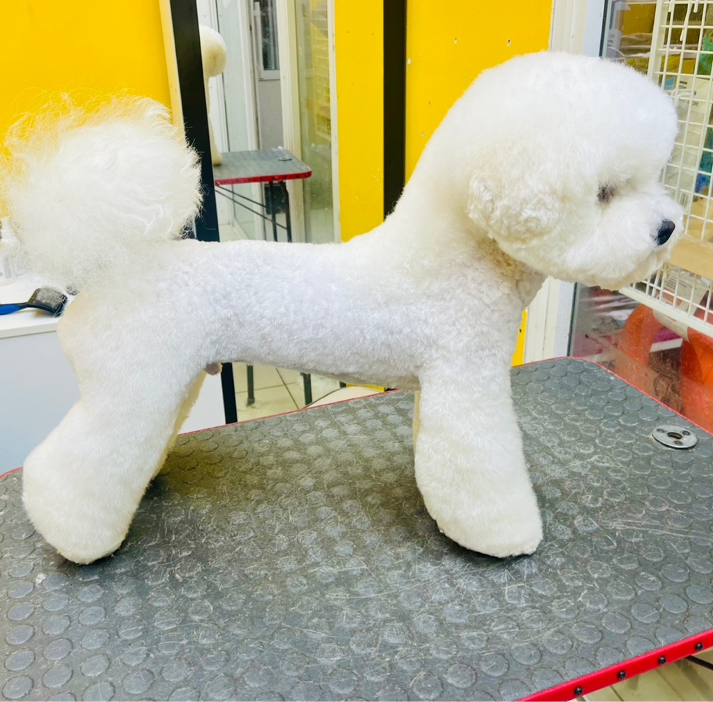 Стрижка Бишон фризе