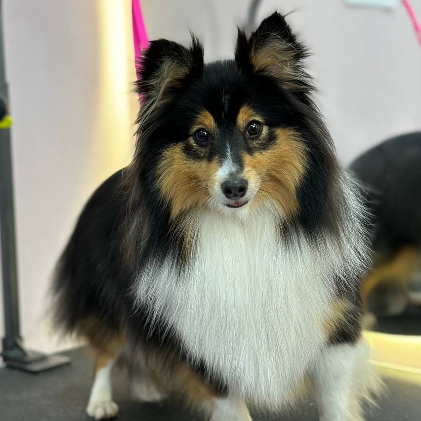 Комплекс для шелти