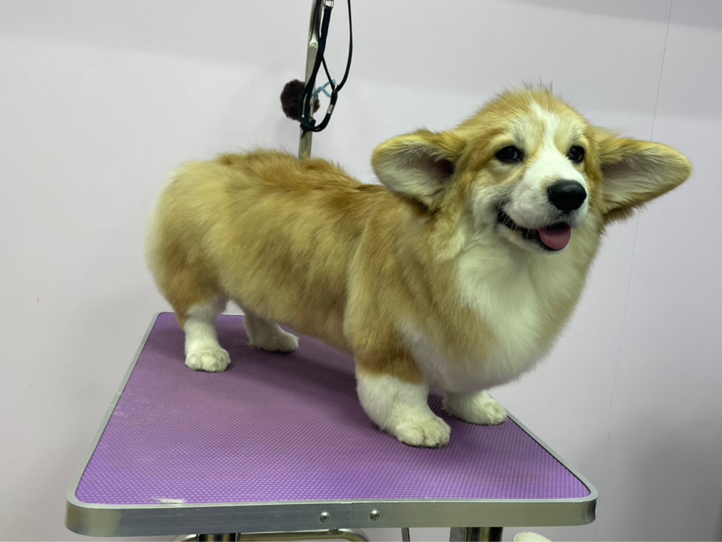 Корги флаффи комплексный уход