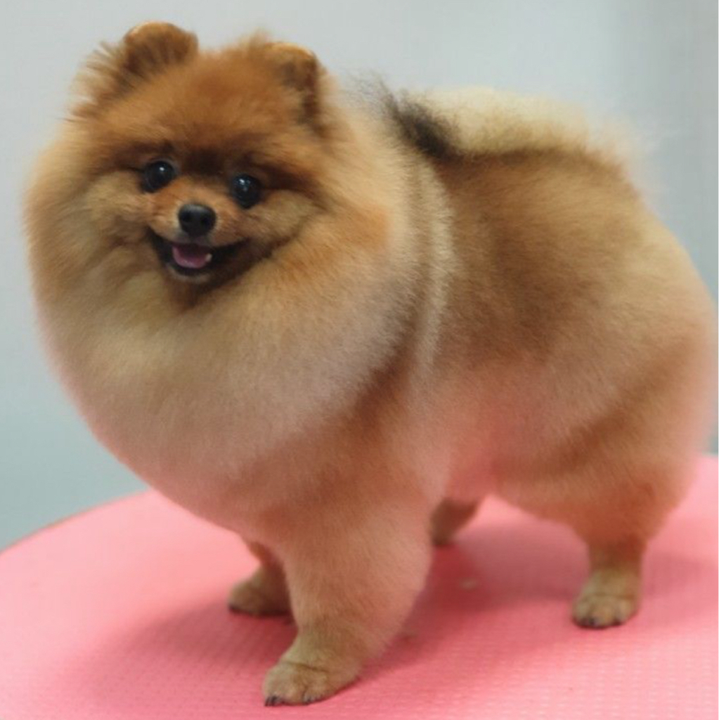 МАЛЬТИЙСКАЯ БОЛОНКА - ГИГИЕНА когти+чистка ушей/глаз