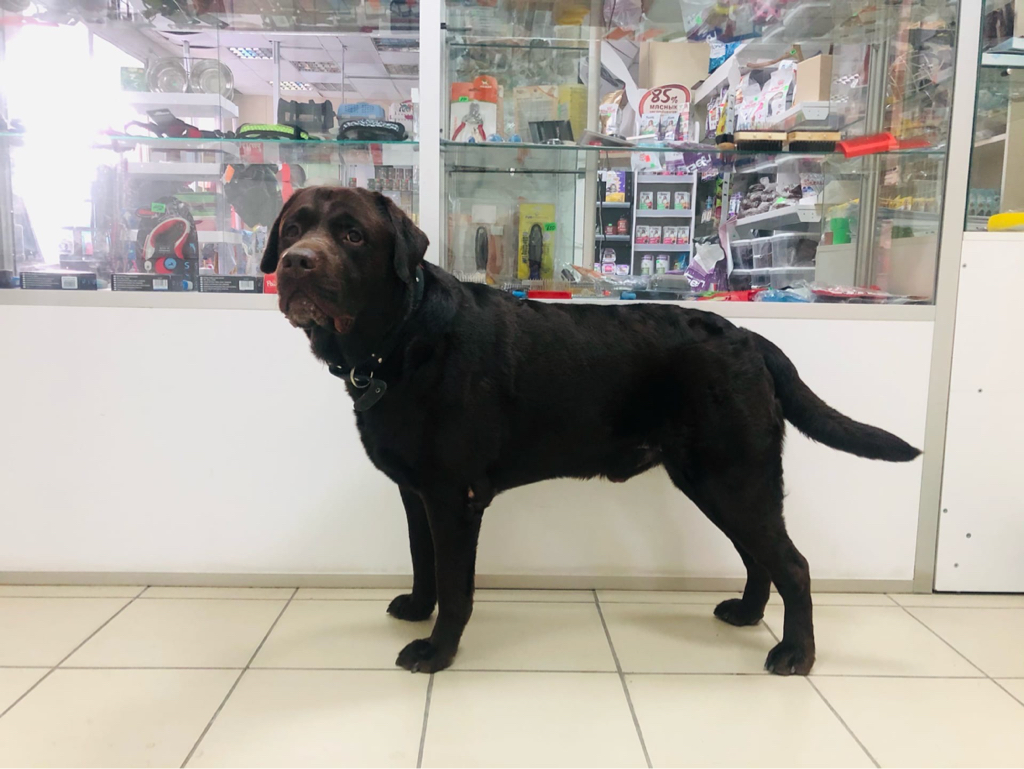 Комплекс для Лабрадора-ретривера