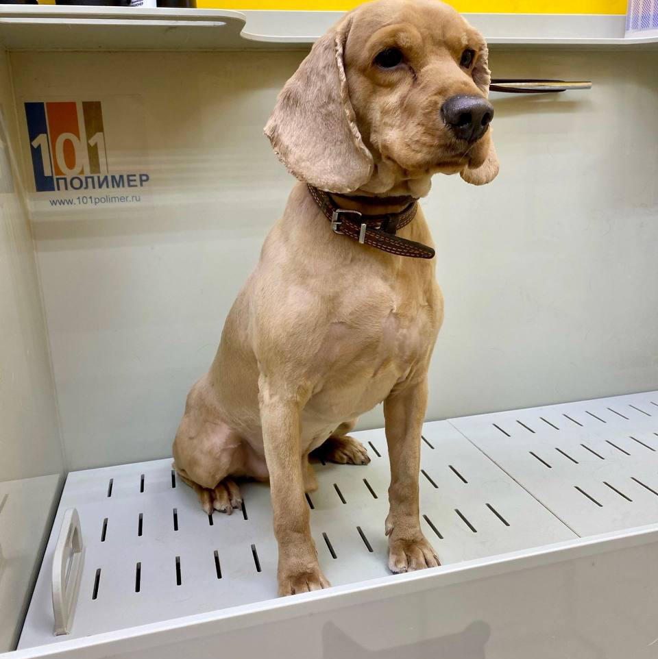 Стрижка Спаниеля