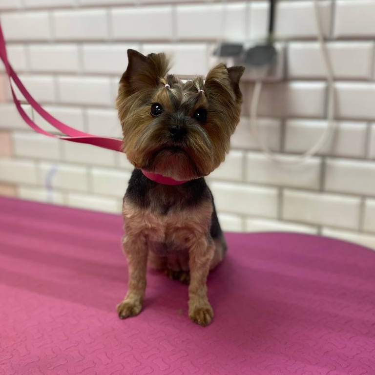 Комплекс+ стрижка  лапки под машинку  для Йоркширского терьера