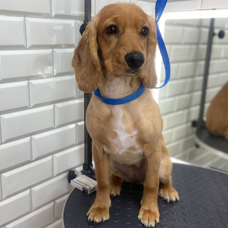 Комплекс  + стрижка для спаниеля