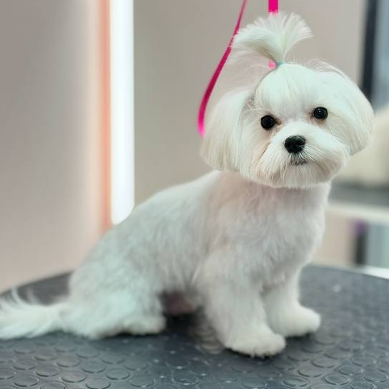 Комплекс+ стрижка для  Мальтийской болонки