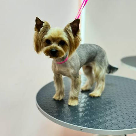 Комплекс+ стрижка длинные штанишки для Йоркширского терьера