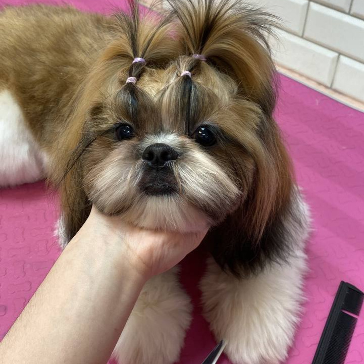 Комплекс + стрижка для Ши-тцу