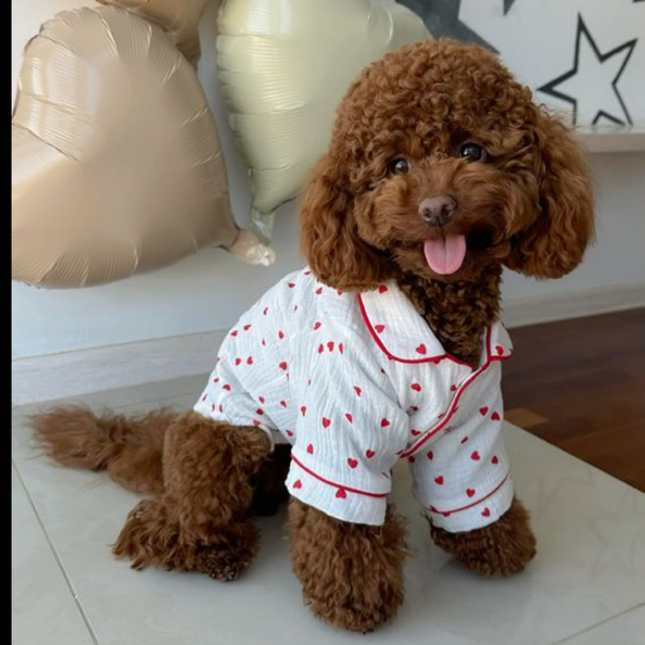 МАЛЬТИПУ - КОМПЛЕКС +когти+стрижка+чистка ушей/глаз