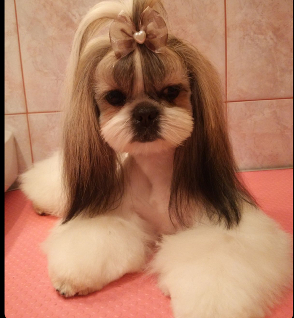 ШИТ ЦУ - КОМПЛЕКС +когти+стрижка+чистка ушей/глаз