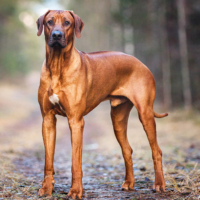 Родезийский риджбек Бэби комплекс до 4 мес: мытье+гигиена (когти, уши)