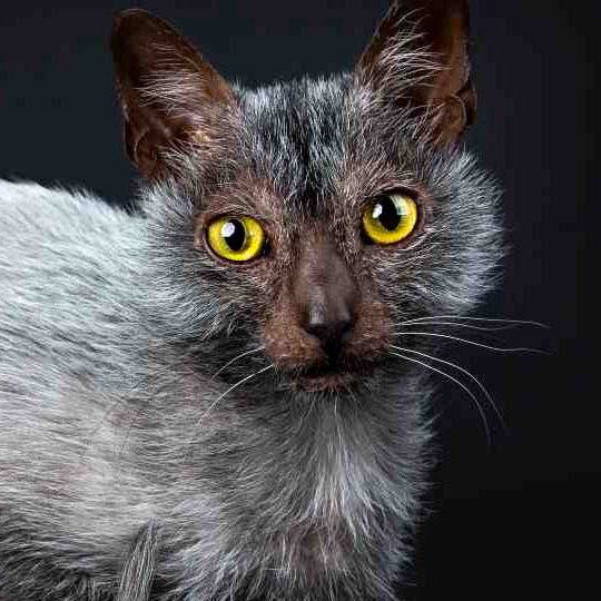 Комплекс с купанием котик Ликой