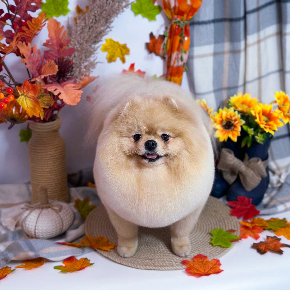 Шпиц *Стрижка и мытьё*