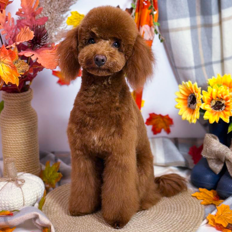 Пудель той до 28 см  *Стрижка и мытьё*