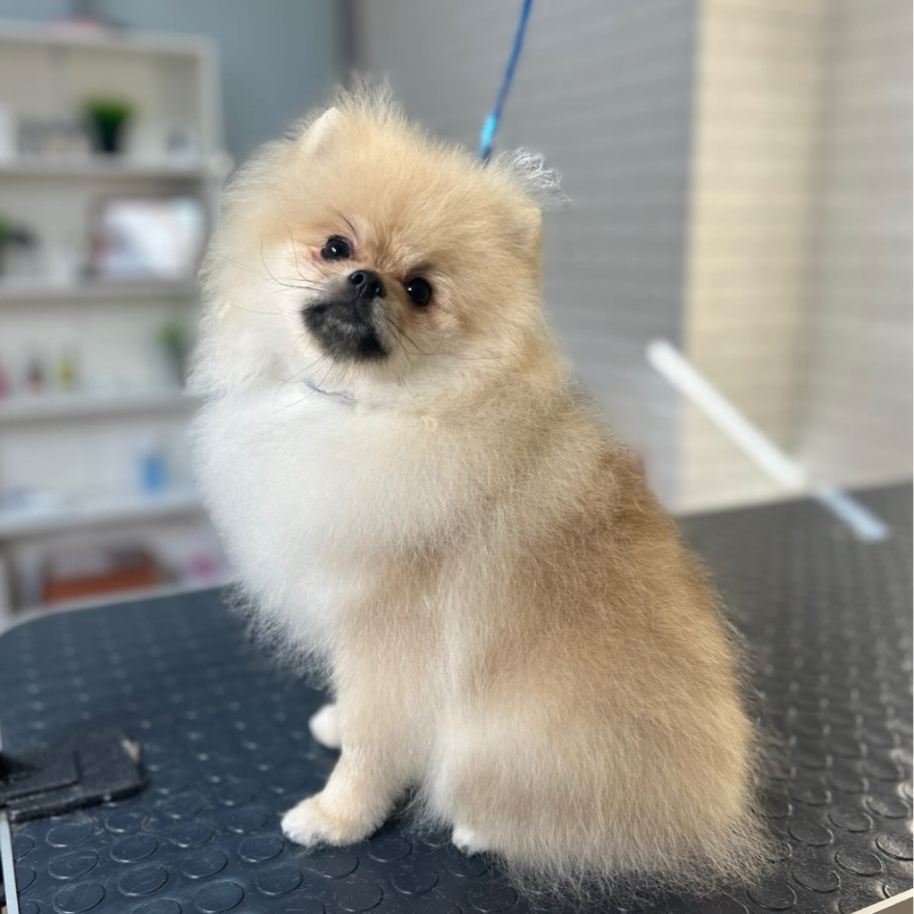 Гигиенический комплек щенки до 6 мес |маленькие породы|