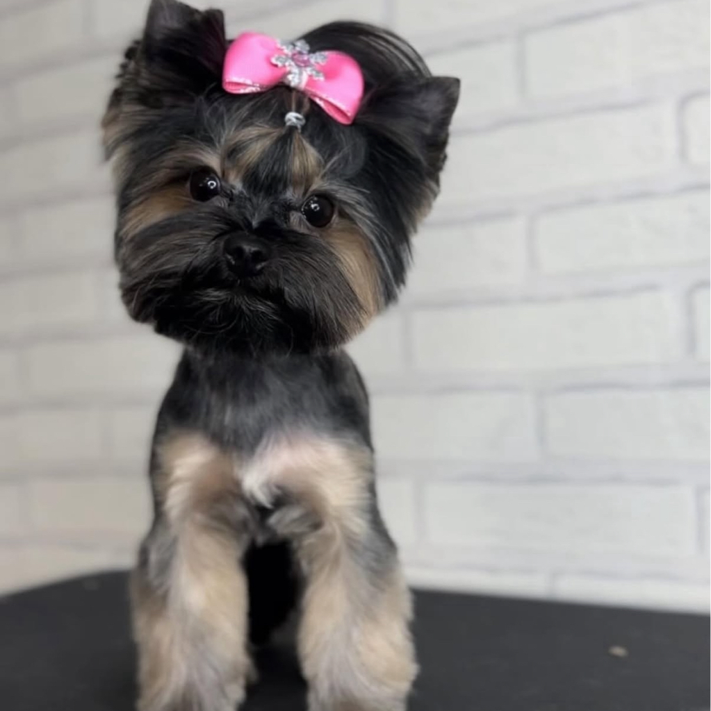 Йоркширский терьер  Модельная стрижка