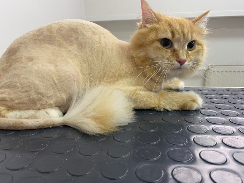 Бритье котов/кошек