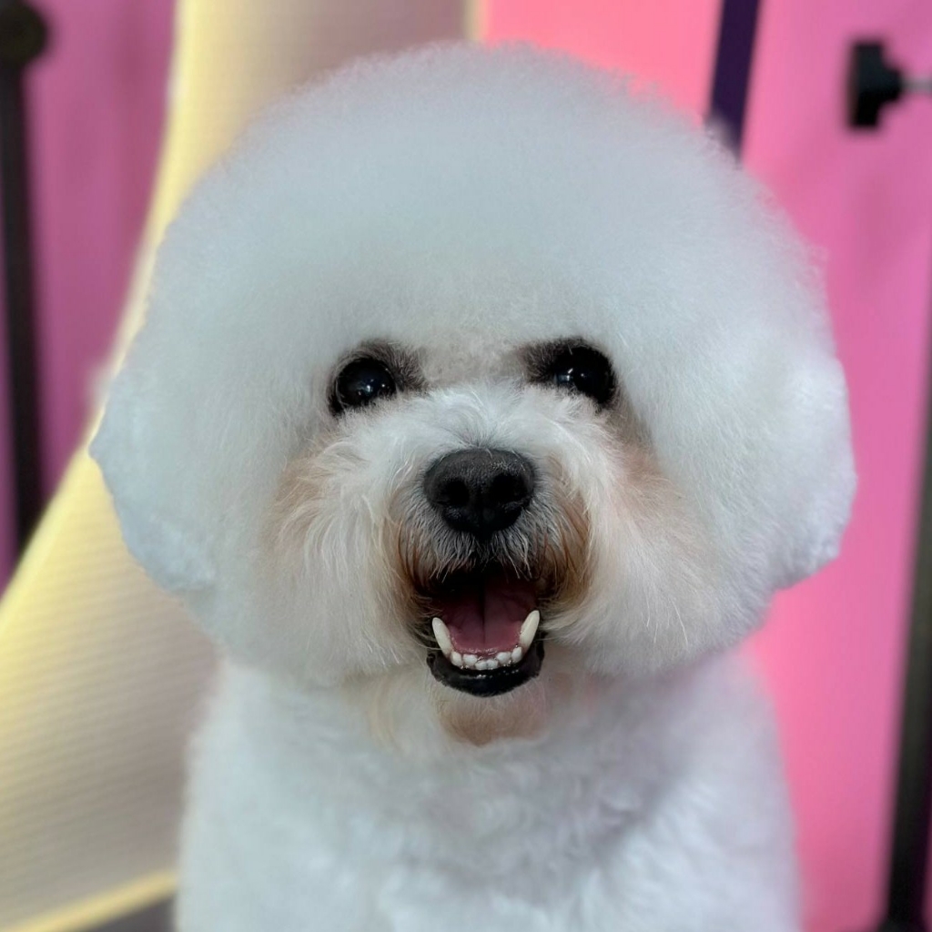 Гигиена БЕЗ СТРИЖКИ для Бишон Фризе