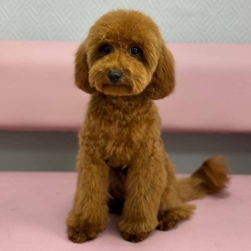 Гигиена БЕЗ СТРИЖКИ для Пуделя среднего гигиенический