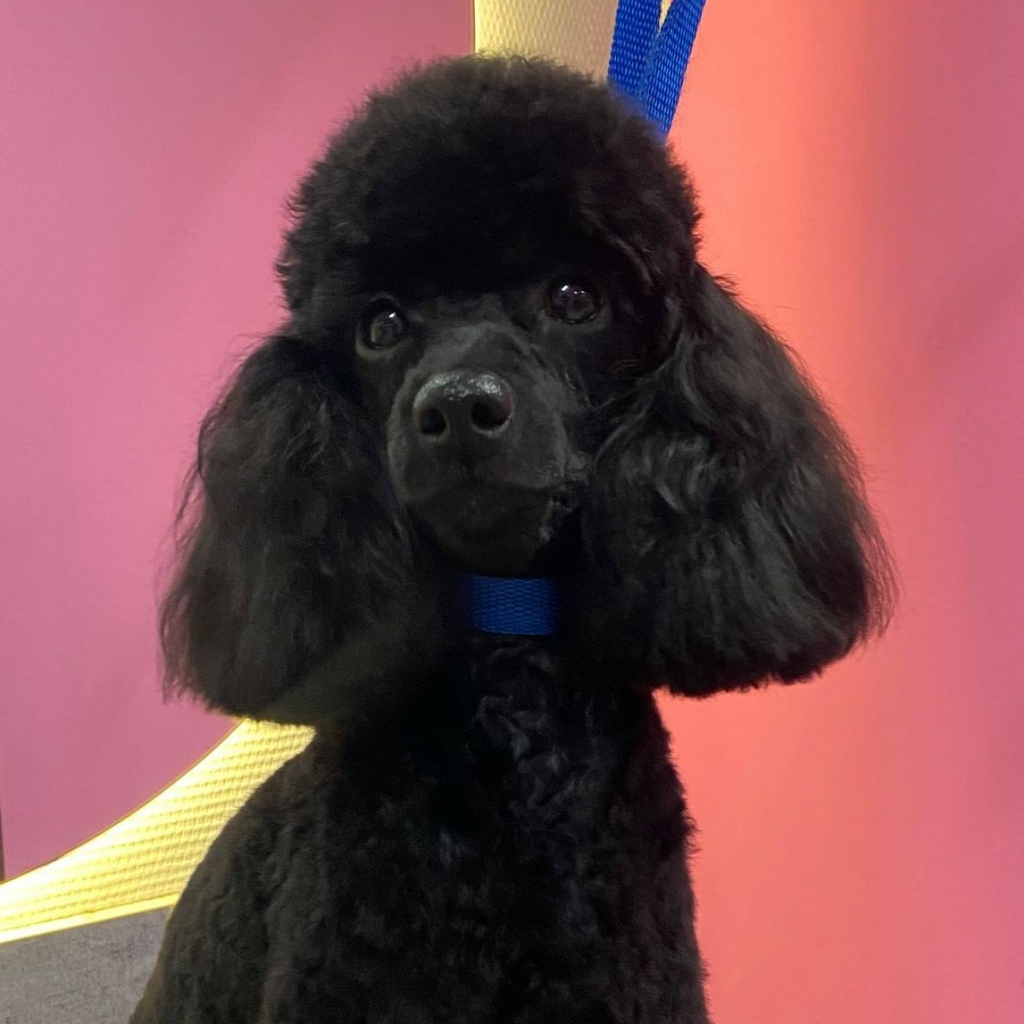 Гигиена БЕЗ СТРИЖКИ для Пуделя(Той, Миниатюра)