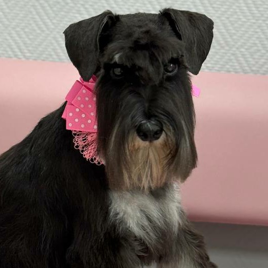 Гигиена для цвергшнауцера