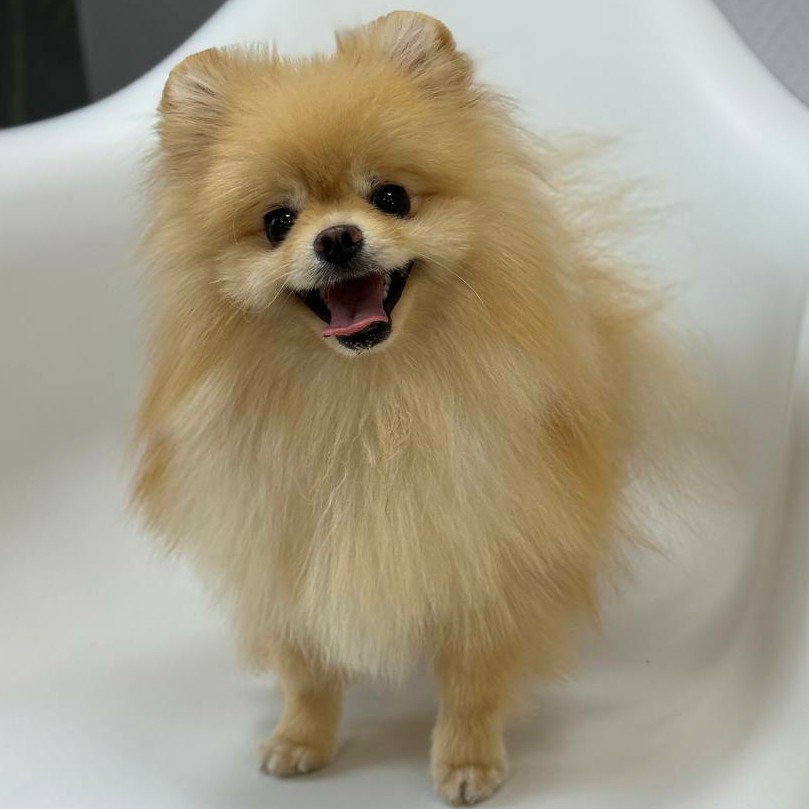 Гигиена БЕЗ СТРИЖКИ для шпица до 5 кг.