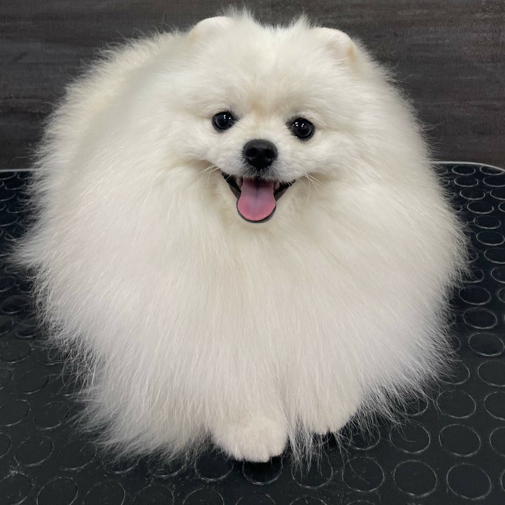 Гигиена БЕЗ СТРИЖКИ для шпица от 6 кг