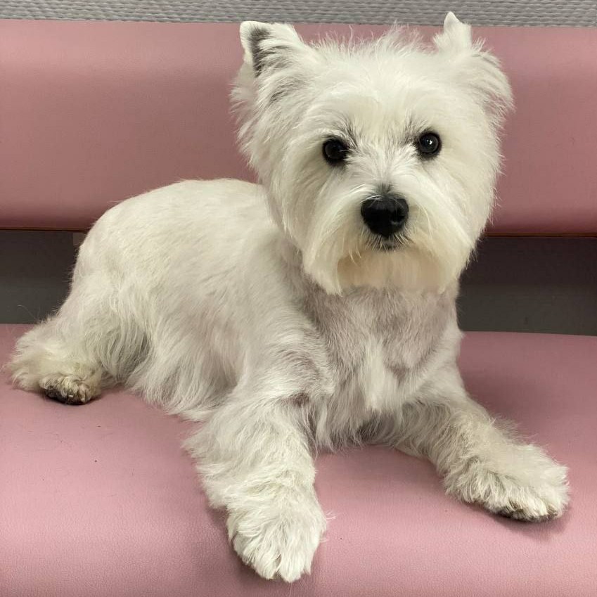 Гигиена для Вест-хайленд-вайт-терьера